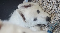 CHIOT