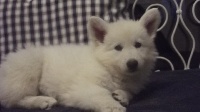 CHIOT