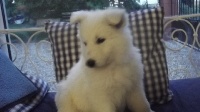 CHIOT