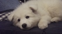 CHIOT